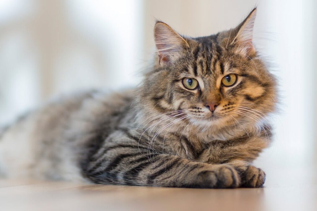 kattenren