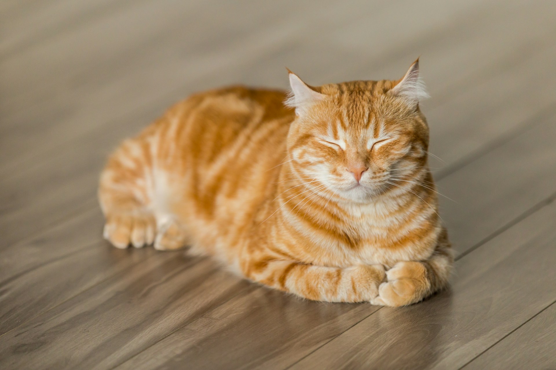 Katten schutting