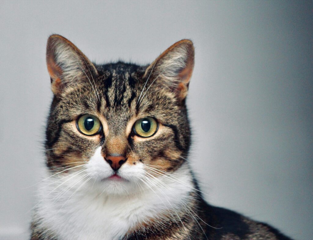 Katten schutting
