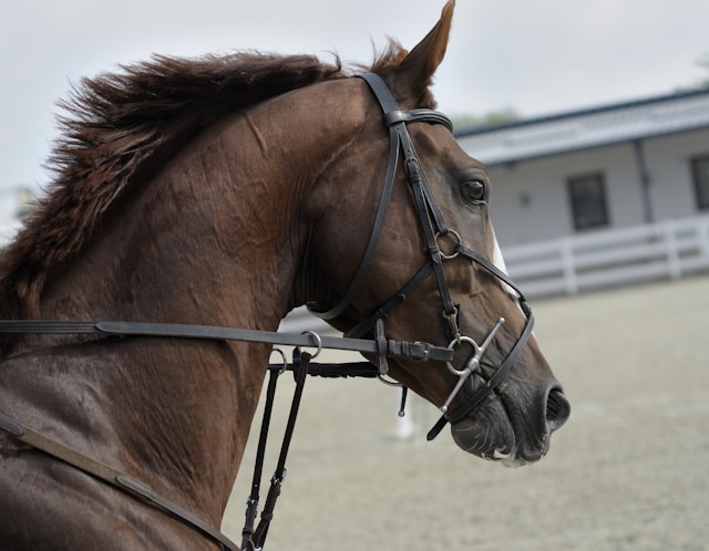 Paarden